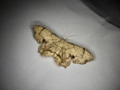 Dysaethria moza