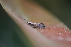 Esperia sulphurella