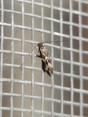 Oinophila v-flava