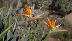 Strelitzia reginae