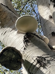 Fomitopsis betulina