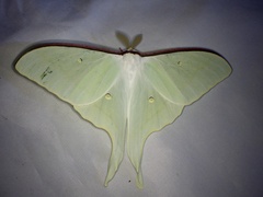 Actias aliena aliena