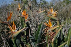 Strelitzia reginae
