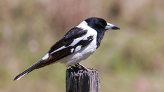 Cracticus nigrogularis