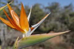 Strelitzia reginae