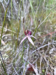 Caladenia lowanensis
