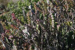 Crassula perforata
