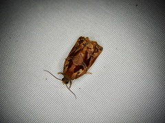 Archips oporana