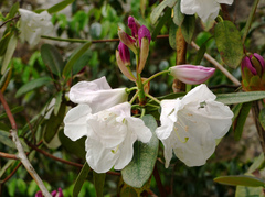 Rhododendron griffithianum