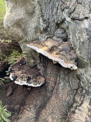 Ganoderma applanatum