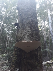 Ganoderma australe