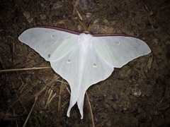 Actias aliena aliena