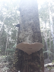 Ganoderma australe