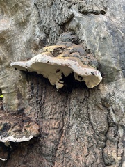 Ganoderma applanatum