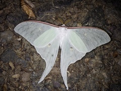 Actias aliena aliena
