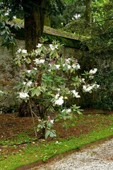 Rhododendron griffithianum