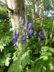 Aconitum fischeri
