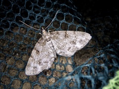 Protoboarmia faustinata