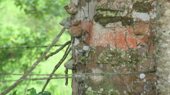 Zanthoxylum setulosum