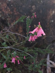 Epacris reclinata