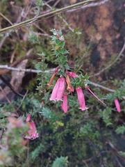 Epacris reclinata