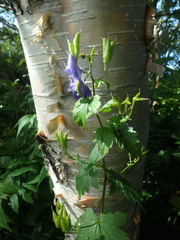 Aconitum fischeri