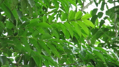Zanthoxylum setulosum