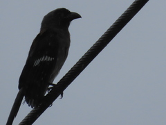 Dendrocitta formosae