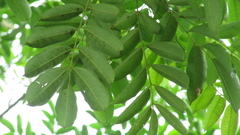 Zanthoxylum setulosum