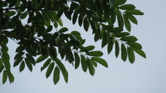 Zanthoxylum setulosum