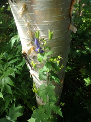 Aconitum fischeri
