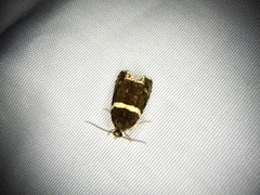 Olethreutes electanus