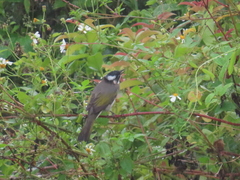 Pycnonotus sinensis formosae