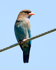 Eurystomus orientalis