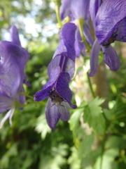 Aconitum fischeri