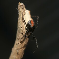 Latrodectus hasselti