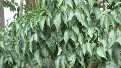 Handroanthus guayacan