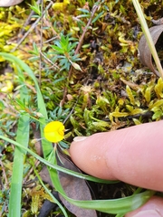 Pultenaea pedunculata
