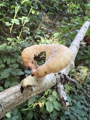 Polyporus tuberaster