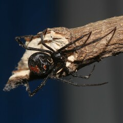 Latrodectus hasselti