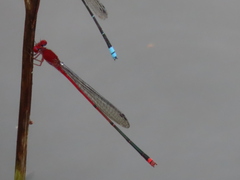 Pseudagrion pilidorsum