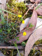 Pultenaea pedunculata
