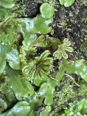 Marchantia