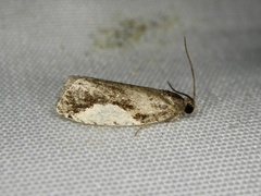 Statherotmantis shicotana