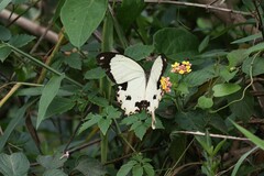 Papilio dardanus image
