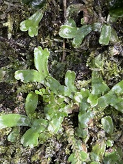 Marchantia