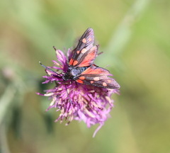 Zygaena ephialtes