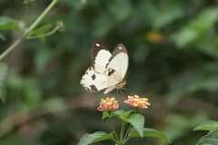 Papilio dardanus