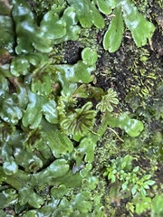Marchantia