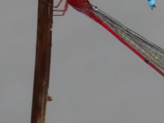 Pseudagrion pilidorsum